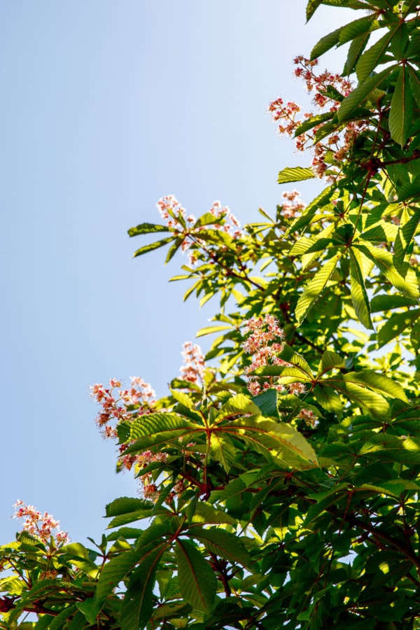 Pretty flowering tree with pink flowers against a blue sky