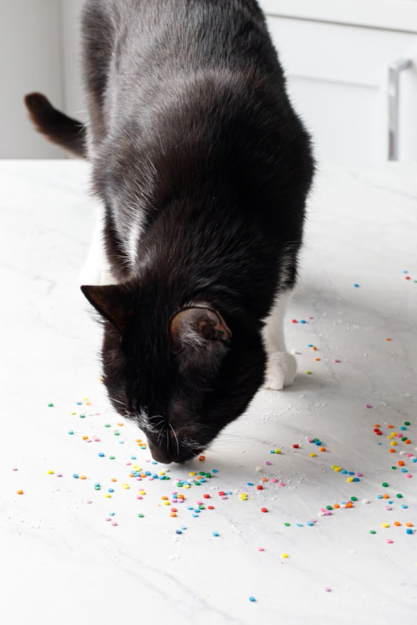 Black and white cat sniffing rainbow sprinkles leftover from the photo shoot