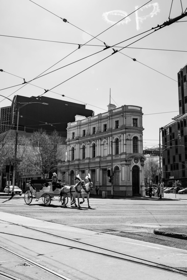 Black and white horse drawn carriage in Melbourne, Australia