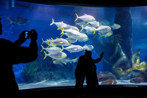 Silhouettes of people taking selfies with fish, Sea life aquarium, Melbourne, Australia