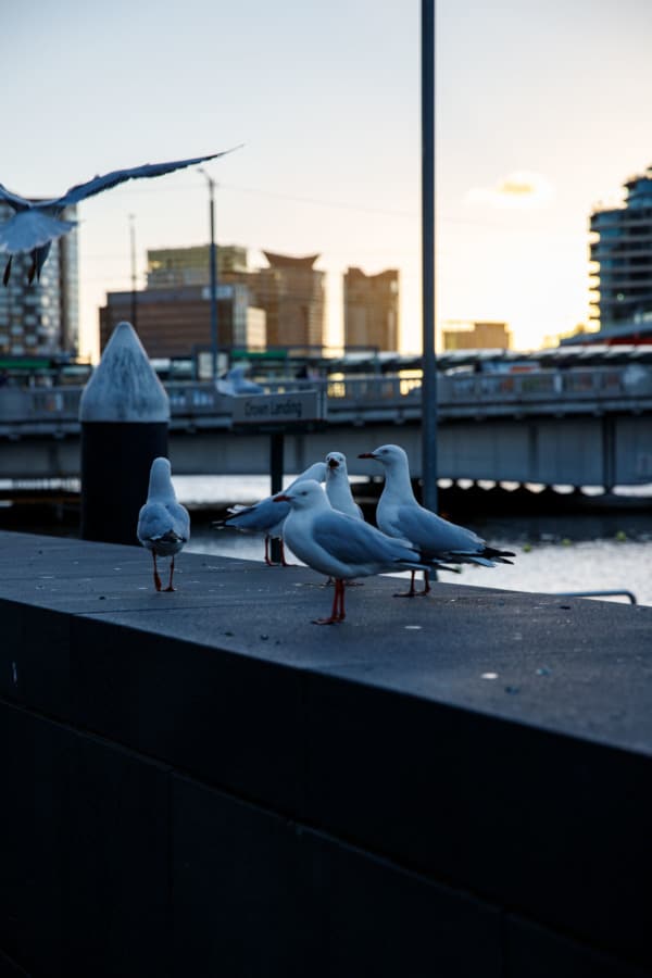 Seagulls along the riverfront at sunset, Melbourne, Australia