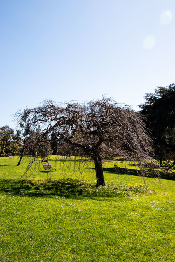 Cool tree at Royal Botanic Gardens, Melbourne, Australia